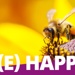 BEE HAPPY Sommeraktion Blog