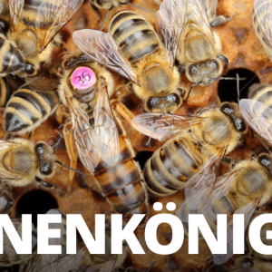 Bienenkönigin